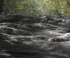 Black - Vedema Net - Crete Olives